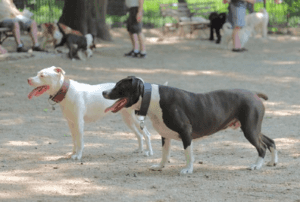 Two dogs at a Norwood, MA dog park.
