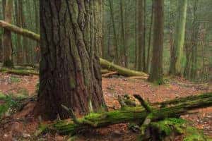 Woodsy hiking trail in a forest