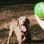 Dog friendly parks in Fairfield, OH