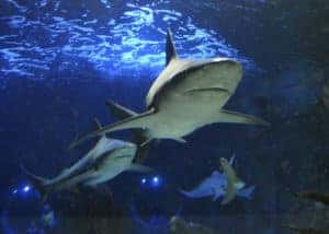 sharks in an aquarium