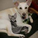 adopt a pet in mason, oh