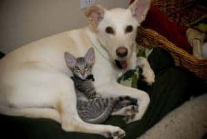 adopt a pet in mason, oh