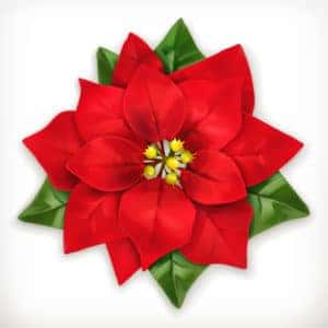 Poinsettia Festival