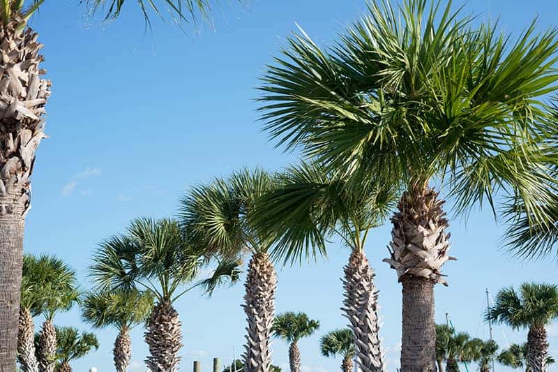 Palm Trees