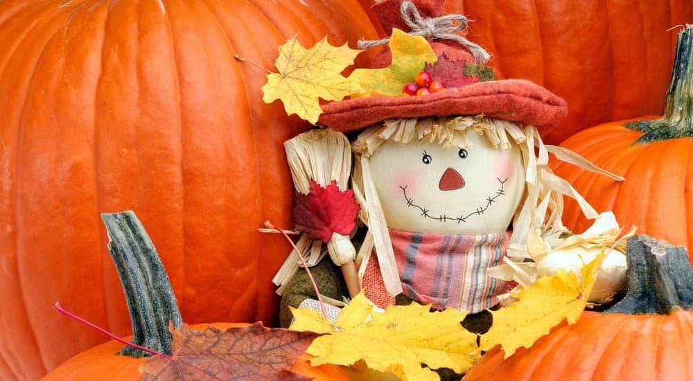 A scare crow doll is with a couple of pumpkins.