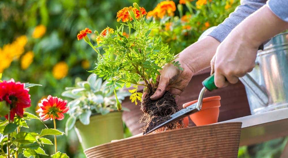 A woman is holding flowers over a pot. 
