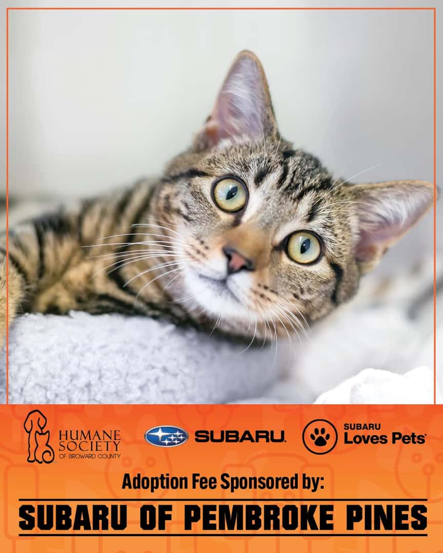 Image of cat at the Humane Society of Broward County